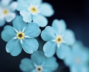 As 10 Melhores Fotos de Flores da Web (4)