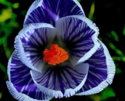 As 10 Melhores Fotos de Flores da Web (6)