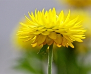 As 10 Melhores Fotos de Flores da Web (7)