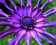 As 10 Melhores Fotos de Flores da Web (8)