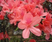 rhododendron-simsii-azaleia-foto-no-figueiredo-a-menina-do-dedo-verde1
