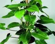 babosa-de-pau-conhecida-como-filodendro (1)