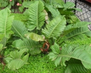 babosa-de-pau-conhecida-como-filodendro (12)