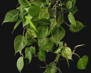 babosa-de-pau-conhecida-como-filodendro (14)