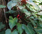 babosa-de-pau-conhecida-como-filodendro (17)