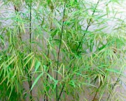bambuzinho_de_jardim.JPG
