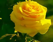 Banho de Rosa Amarela Com Alfazema (1)