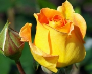 Banho de Rosa Amarela - Como Fazer (2)
