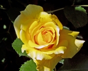 Banho de Rosa Amarela - Como Fazer (4)