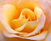 Banho de Rosa Amarela - Como Fazer (9)