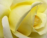 Banho de Rosa Amarela - Como Fazer (10)