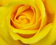 Banho de Rosa Amarela - Como Fazer (14)