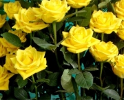 Banho de Rosas Amarelas Com Mel - Para Que Serve (2)