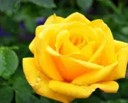 Banho de Rosas Amarelas Com Mel - Para Que Serve (3)