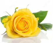 Banho de Rosas Amarelas Com Mel - Para Que Serve (6)
