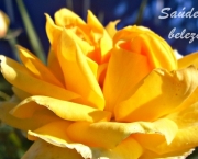 Banho de Rosas Amarelas Com Mel - Para Que Serve (10)