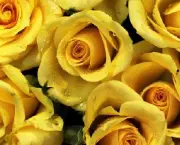 Banho de Rosas Amarelas Com Mel - Para Que Serve (11)