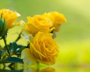 Banho de Rosas Amarelas Com Mel - Para Que Serve (12)