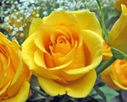 Banho de Rosas Amarelas Com Mel - Para Que Serve (14)