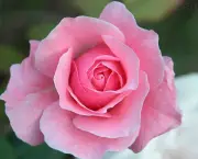 Banho de Rosas Cor de Rosa (9)