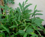 Cardamomo (Elettaria Cardamomum) (1)
