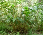 Cardamomo (Elettaria Cardamomum) (2)