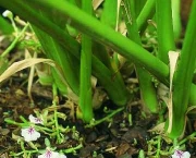 Cardamomo (Elettaria Cardamomum) (3)