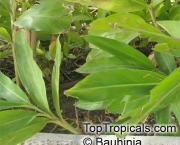 Cardamomo (Elettaria Cardamomum) (8)
