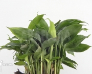 Cardamomo (Elettaria Cardamomum) (11)