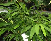 Cardamomo (Elettaria Cardamomum) (12)