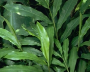 Cardamomo (Elettaria Cardamomum) (13)