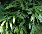 Cardamomo (Elettaria Cardamomum) (14)