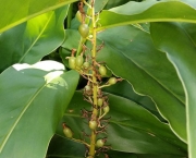 Cardamomo (Elettaria Cardamomum) (15)