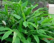 Cardamomo (Elettaria Cardamomum) (18)