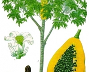 Carica_papaya_-_Köhler–s_Medizinal-Pflanzen-029