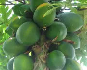 Carica_papaya_-_papaya_-_var-tropical_dwarf_papaya_-_desc-fruit