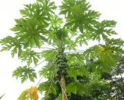 Carica-papaya-1b