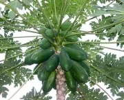 jko-carica-papaya-00412