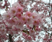 cerejeira-ornamental-6