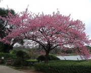 cerejeira-ornamental-8