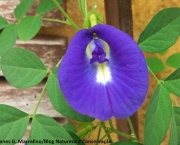 Chá de Flores Azuis de Feijão Borboleta (1)