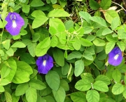 Chá de Flores Azuis de Feijão Borboleta (10)
