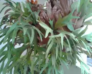 planta-ornamentais-chifre-de-veado-20140325230924
