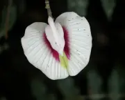 Flor Clitoria (1)