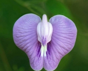 Flor Clitoria (3)