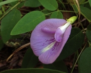 Flor Clitoria (6)