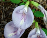 Flor Clitoria (7)