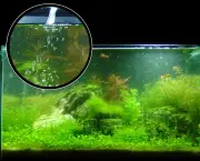 como-cuidar-de-plantas-aquaticas-em-aquarios (3)