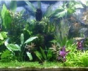 como-cuidar-de-plantas-aquaticas-em-aquarios (4)