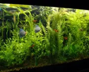 como-cuidar-de-plantas-aquaticas-em-aquarios (5)